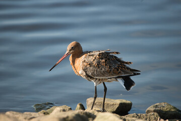 Black Tailed Godwit
