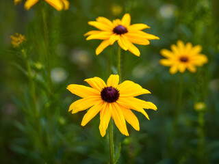 Fototapeta premium Coreopsis rosea is a North American species of tickseeds in sunflower family. 