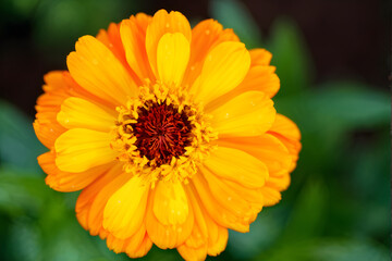 Obraz premium Coreopsis rosea is a North American species of tickseeds in sunflower family. 