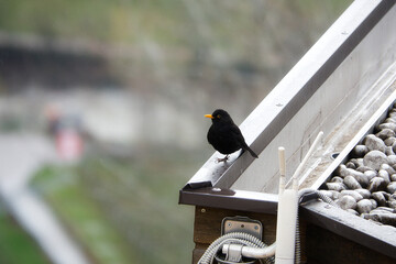 Eine männliche Amsel sitzt auf dem Metallrand eines Daches direkt neben einer Verteileranlage für Wlan.
