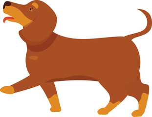 Brown dachshund walking happily with its tongue out
