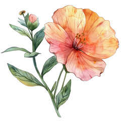 Naklejka premium Watercolor flower isolated on white background