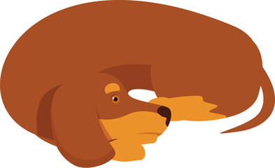 Brown dachshund dog is curled up sleeping, enjoying a peaceful nap