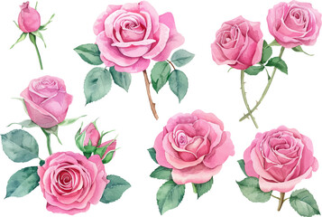 Watercolor pink roses flower, Pink roses watercolor, Watercolor pink roses illustration, Pink roses flower art, Watercolor pink roses design