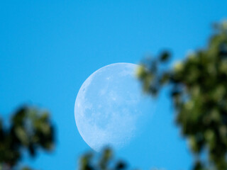 Salted, fermented cucumbers with plum tomatoes and cherries. A bright moon during the day in a blue sky behind tree branches and leaves.