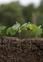Young soybean plants with roots in the soil