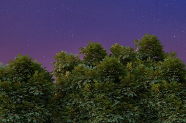 Naklejka premium night sky and stars