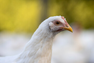 White chickens in a fence blurred background