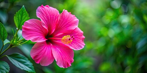 Obraz premium Vibrant pink hibiscus flower in full bloom, tropical, botanical, flora, petals, vivid, garden, blossom, exotic, nature, vibrant