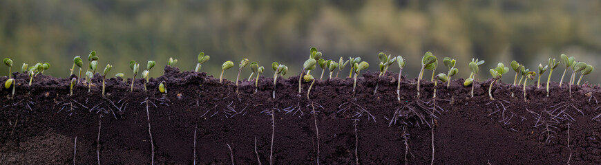 Fresh green soybean plants with roots