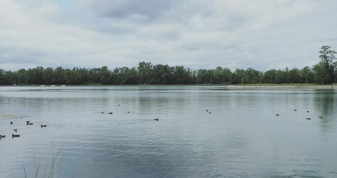 Le Rhin &agrave; Weil am Rhein face &agrave; la for&ecirc;t Rh&eacute;nane de Village-Neuf et le Grand Canal d'Alsace, espace naturel propice au maintien d'esp&egrave;ces aquatiques 

