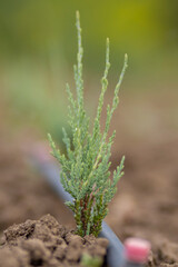 Young thuja seedling with irrigation system, blurred background