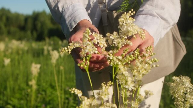 Flowering and harvesting of meadowsweet . The female hands of the herbalist healer collect spirea flowers in bag close up . Collecting medicinal herbs in meadow . 