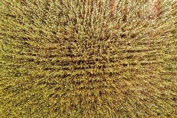 Aerial View of a Field of Wheat Ripe for Harvest in the Summer.