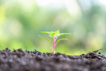 Plant a tree Plant trees water them till the soil. Nature for sustainable environment.Global warming concept.