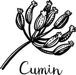 Naklejka premium Cumin seeds on a dried flower.