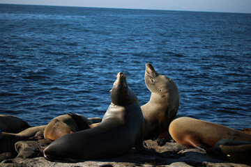 Fototapeta premium Sea lions in San Diego on a summer day