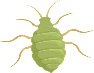 Green aphid insect with long legs and antennae, a common garden pest