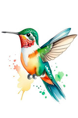 Obraz premium Hand-painted watercolor flying hummingbird. Artistic image of animals and birds for design of zoological books, articles, postcard design and other printed publications