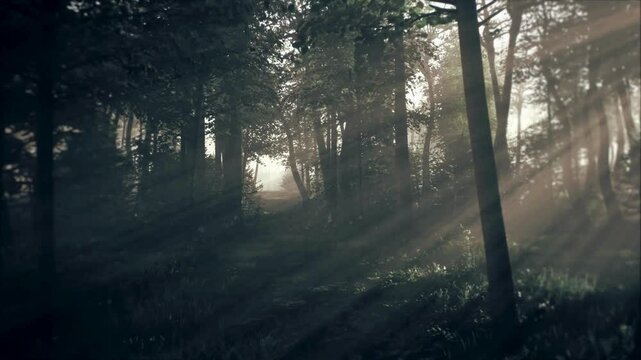 Spooky Dark Forest at Night in Moonlight

