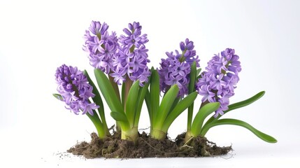 Obraz premium Isolated Hyacinth Flower on White Background Spring Gardening Idea
