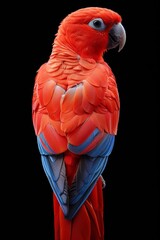 Fototapeta premium A vibrant and colorful scarlet macaw parrot with bright red feathers and blue wingtips, isolated on a black background. Perfect for adding a tropical touch to your designs