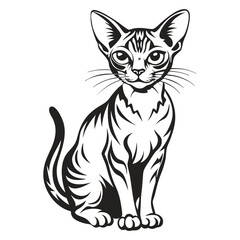 Obraz premium Abyssinian Cat Image vector isolated on white background