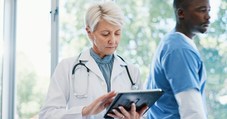 Fototapeta premium Healthcare, mature doctor and tablet for research on medical treatment, cure and scroll online. Hospital and woman oncologist and digital for report review, solution and planning for diagnosis