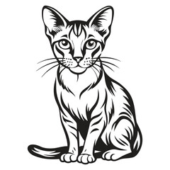 Obraz premium Abyssinian Cat Image vector isolated on white background