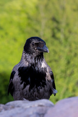 A hooded crow sitting on a wall in Vilnius in Lithuania at a sunny day in summer.