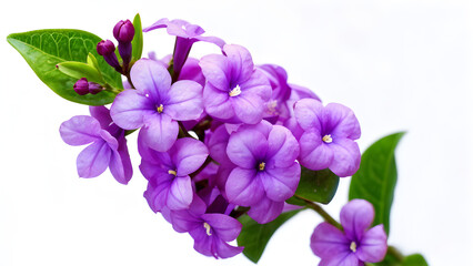 Brunfelsia latifolia isolated on white background
