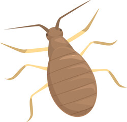 Brown bed bug with striped back and long antennae crawling