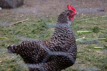 Close up of a chicken in a chicken run