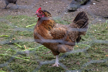 Close up of a chicken in a chicken run