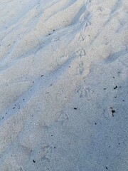 Seagull tracks in the sand