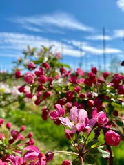 Blooming pollination tree in apple orchard 