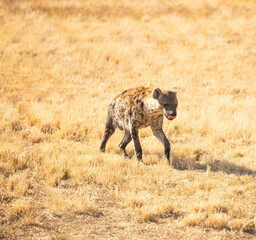 spotted hyena in the savannah