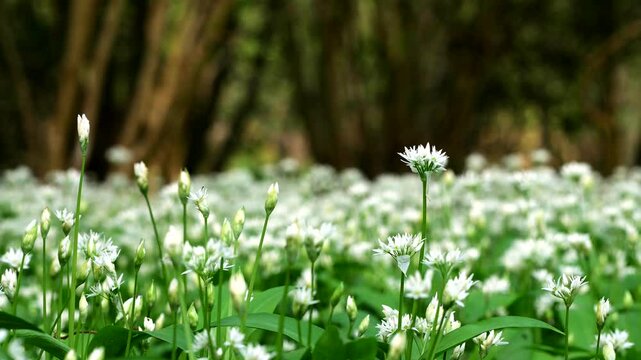 Low tracking shot of beautiful wild garlic in an English woodland