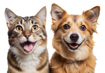 Smiling cat and dog portrait, cut out - stock png.