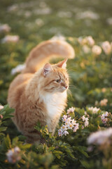 A photo of a red cat in a blooming potato field.