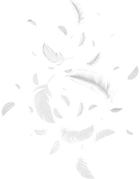 Feathers Flying