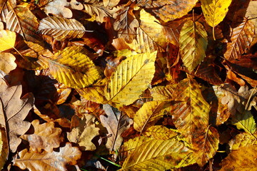 Colorful and bright background made of fallen autumn leaves 
