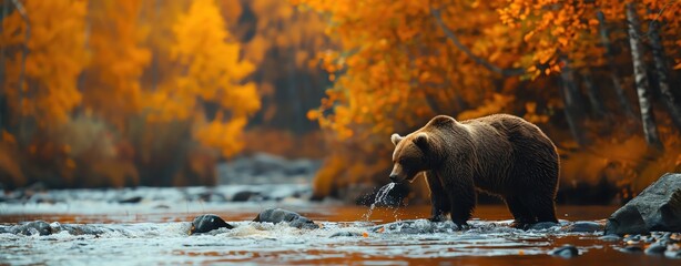 A bear catching fish in a river surrounded by autumn colors, ample copy space
