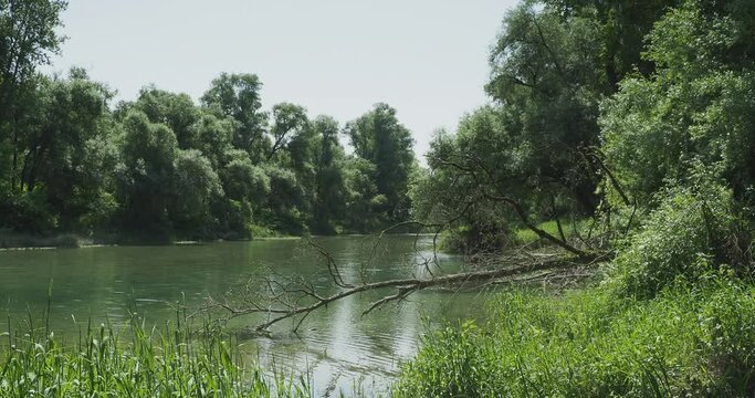 Petite Camargue Alsacienne. &Icirc;le du Rhin. For&ecirc;t alluviale, zone humide, renaturation &eacute;cologique au milieu d'une nature sauvage sur les berges du Vieux-Rhin