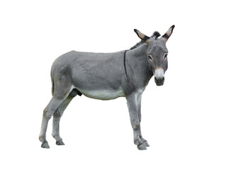 donkey house isolated on white background