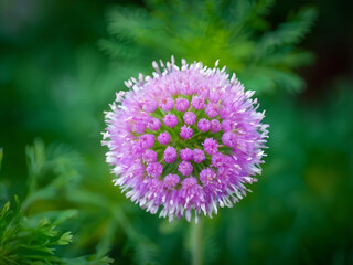 Obraz premium Gomphrena globosa, The crown flower is a species of flowering plant of the genus Gomphrena. 