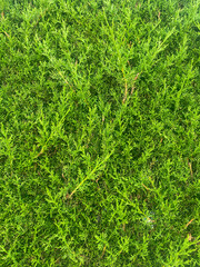 Evergreen thuja background. Evergreen coniferous tree. Closeup