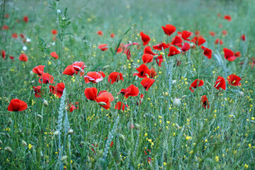 field of poppies in the grain in the morning