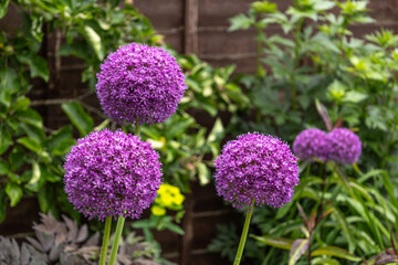 Bright purple allium flowers in a garden