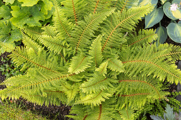 Spiraling fern in a garden